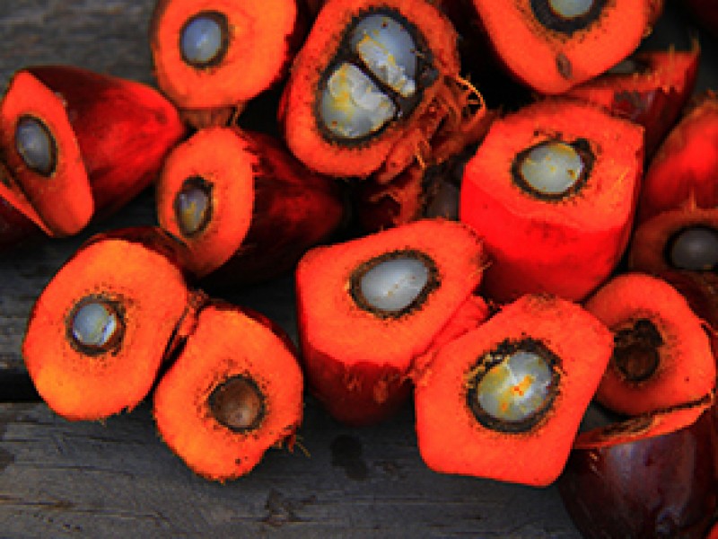 Stop palmovému oleji a ekologické katastrofě